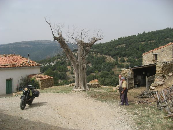 Two men, a motorcycle and an old olive tree
