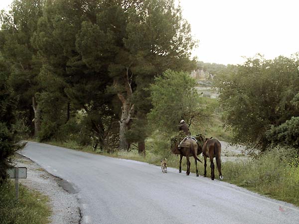 Two mules and a dog on the road