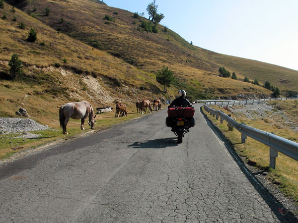 Horses at the side of the road