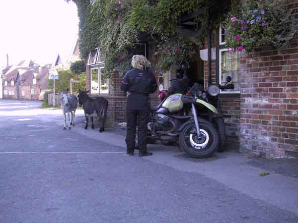 Sylvia looking at two donkeys