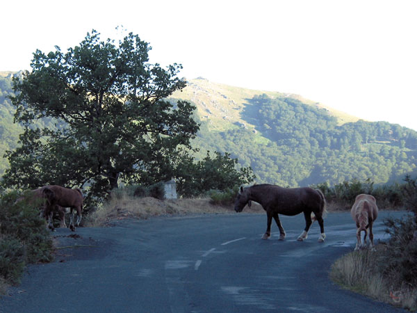 Two horses on the road